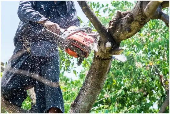 tree services Fair Oaks